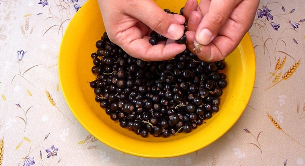 3 способи, як заморозити смородину на зиму: не пакет і не контейнер – ягоди будуть солодшими, ніж з куща 