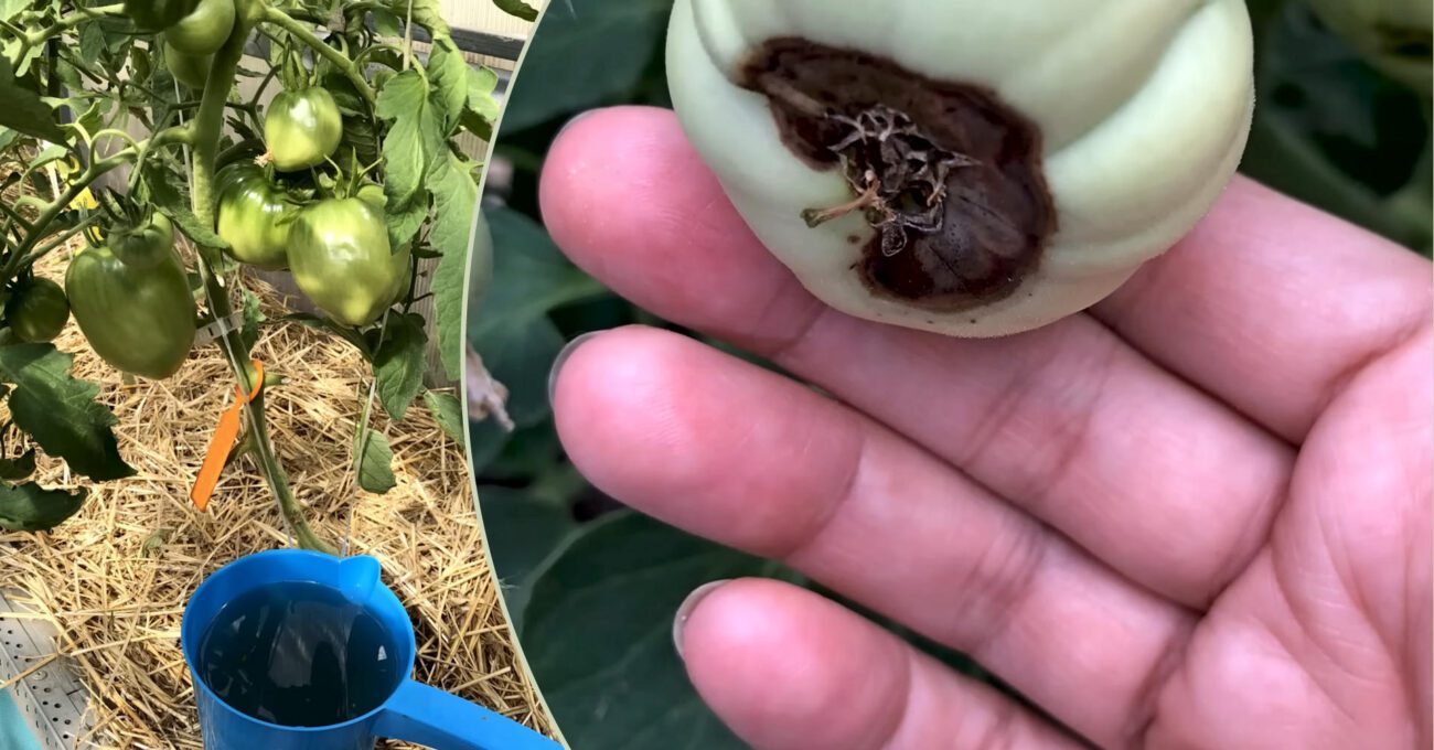 Городники дали пораду, як приготувати ефективний розчин від фітофтори на томатах 
