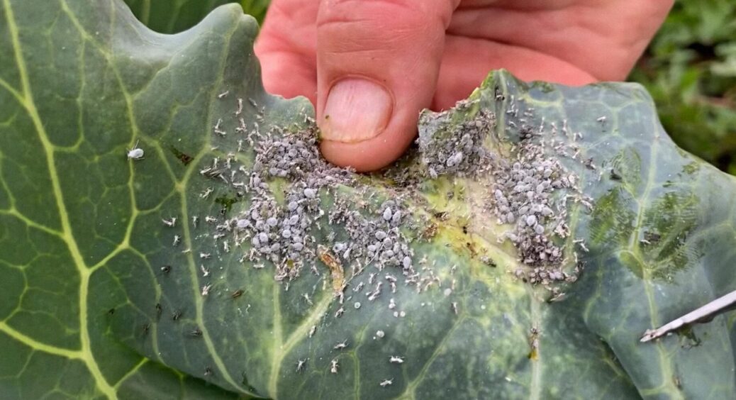 2 ложки на відро води з крану і попелиці повилітають з городу, як ошпарені: дармовий еліксир, а дієвий який 