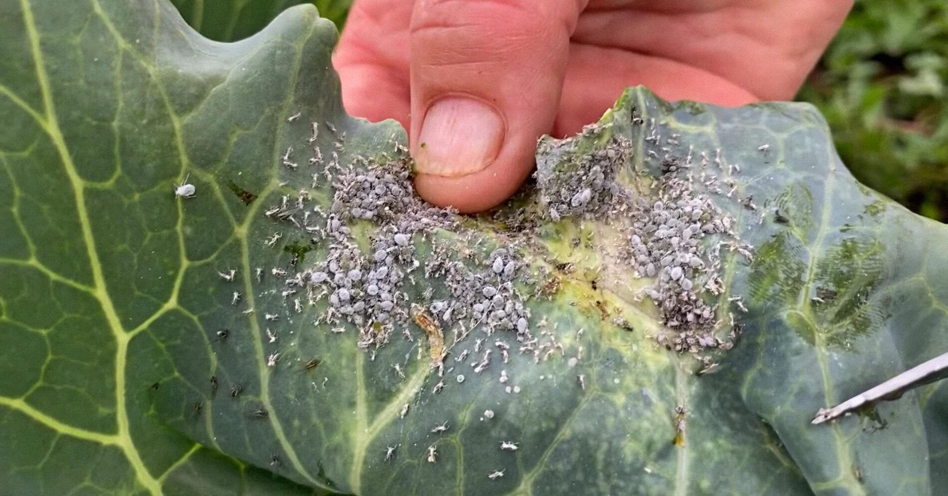 Садівники розповіли, як без витрат позбутися від попелиці