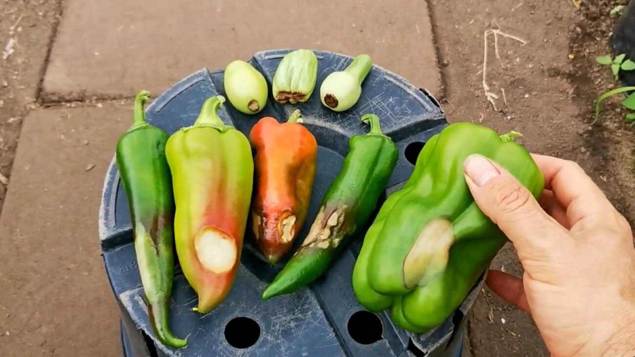 Агрономи назвали ефективний розчин проти гнилі перцю без хімії