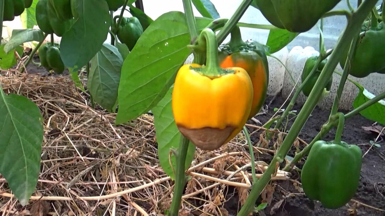 Городники розповіли, як приготувати універсальний розчин для обробки перців  