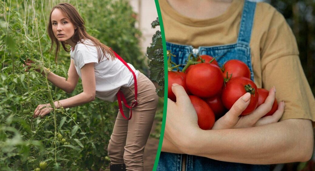 Зробила так, і хвороби обійшли мої помідори стороною: 100% засоби проти кладоспоріозу та вершинної гнилі 