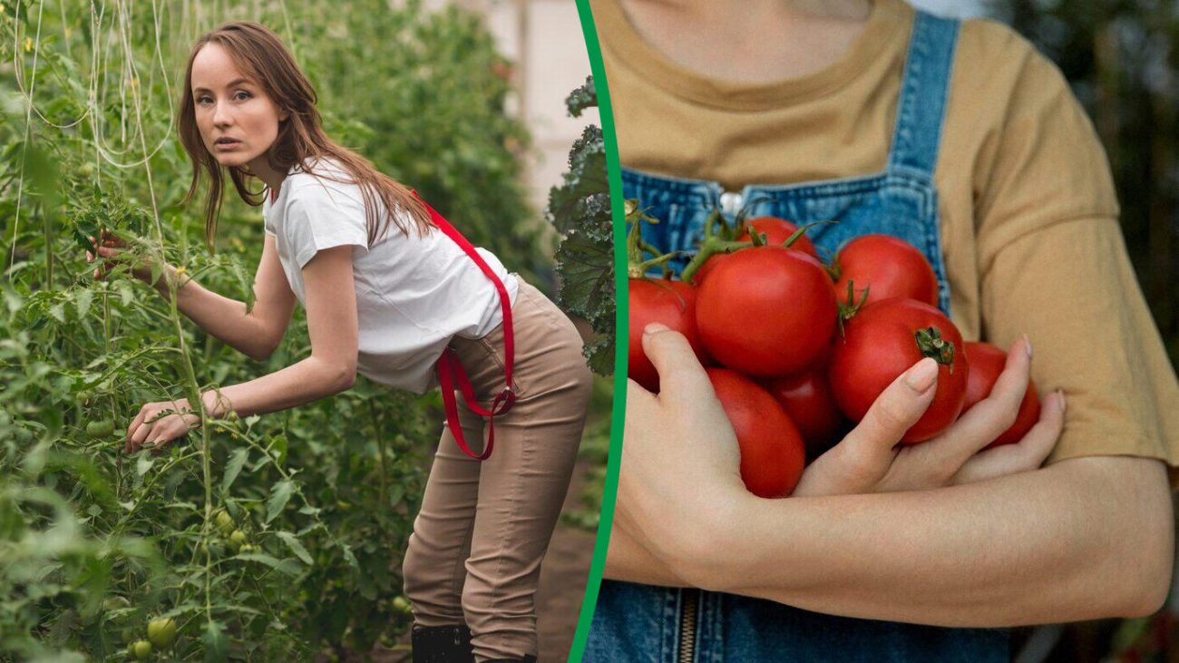 Аграрії назвали засоби проти гнилі та кладоспоріозу на помідорах