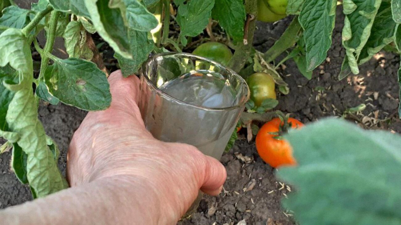 Городники розповіли, як продовжити плодоношення томатів до кінця вересня 
