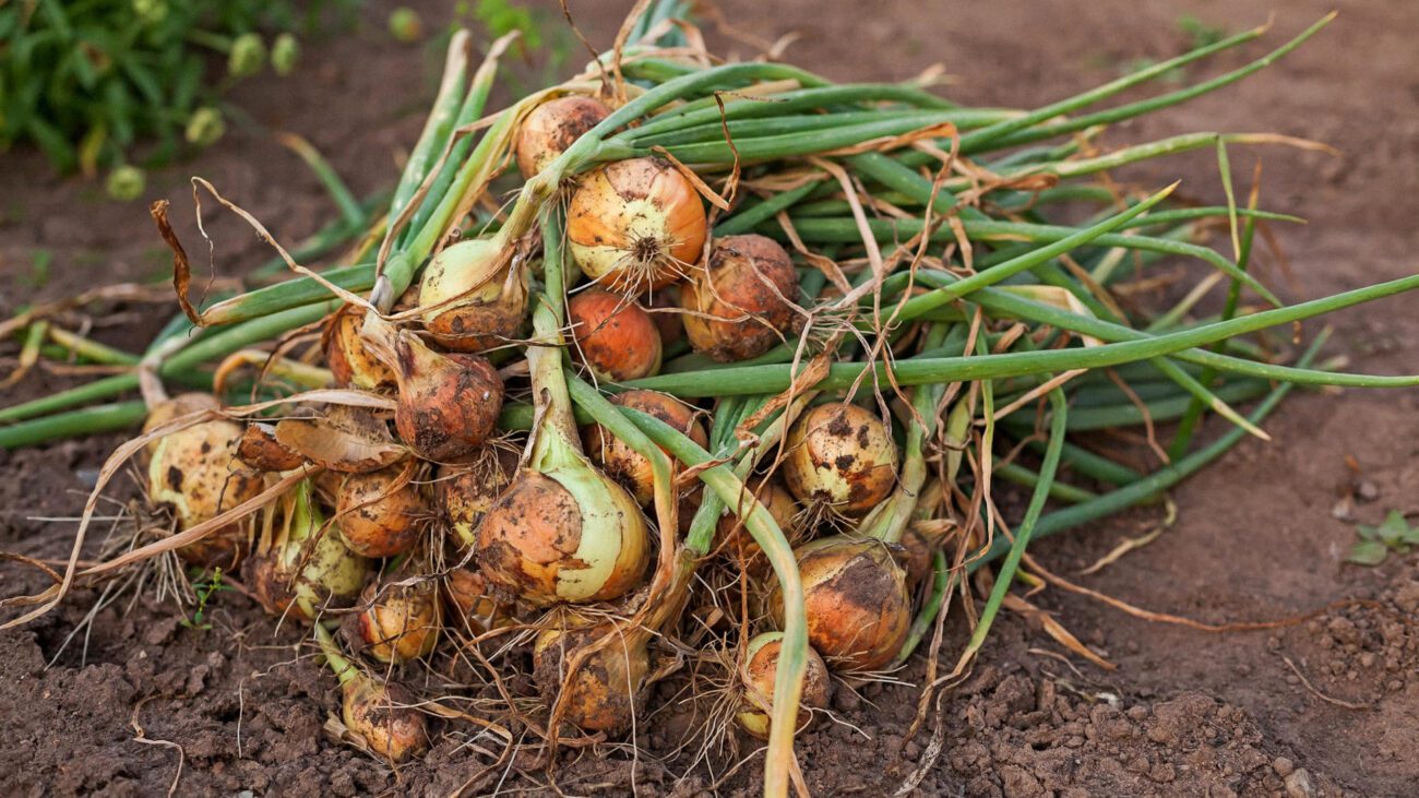 Експерти розповіли, коли і як копати цибулю на городі