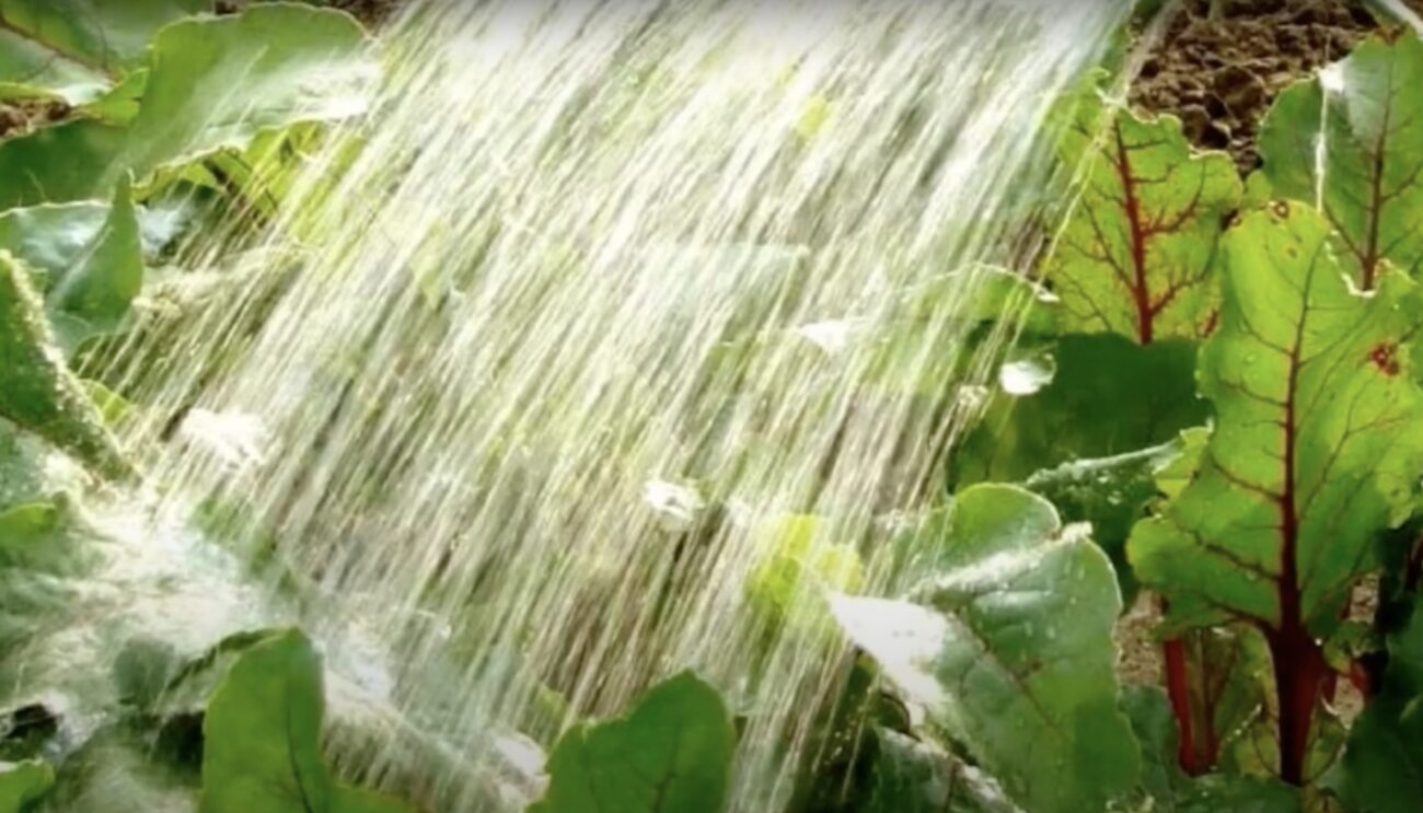 Городники пояснили, як правильно поливати культури у спеку