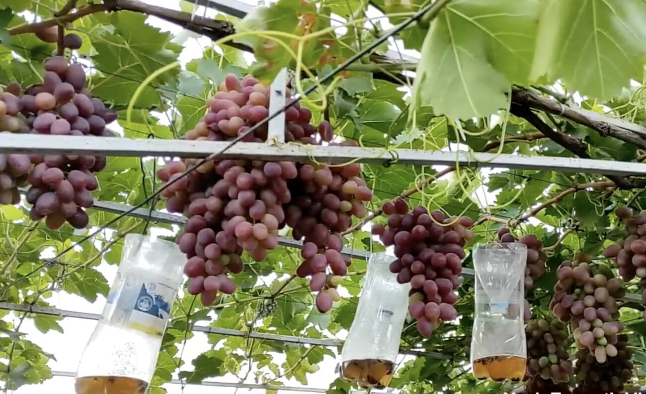 Садівники розповіли, як захистити виноград від ос