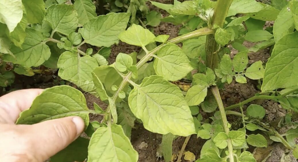 Бадилля картоплі бережу, як “зіницю ока”: 1 рецепт від попелиці, який знайшла у бабусиній книжці 