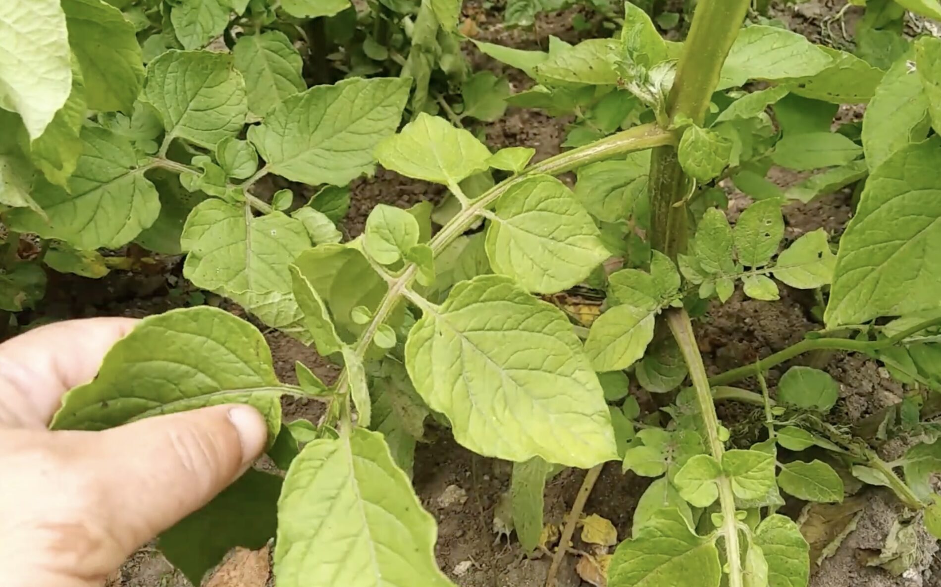 Експерти розповіли, як росте картопля без бадилля