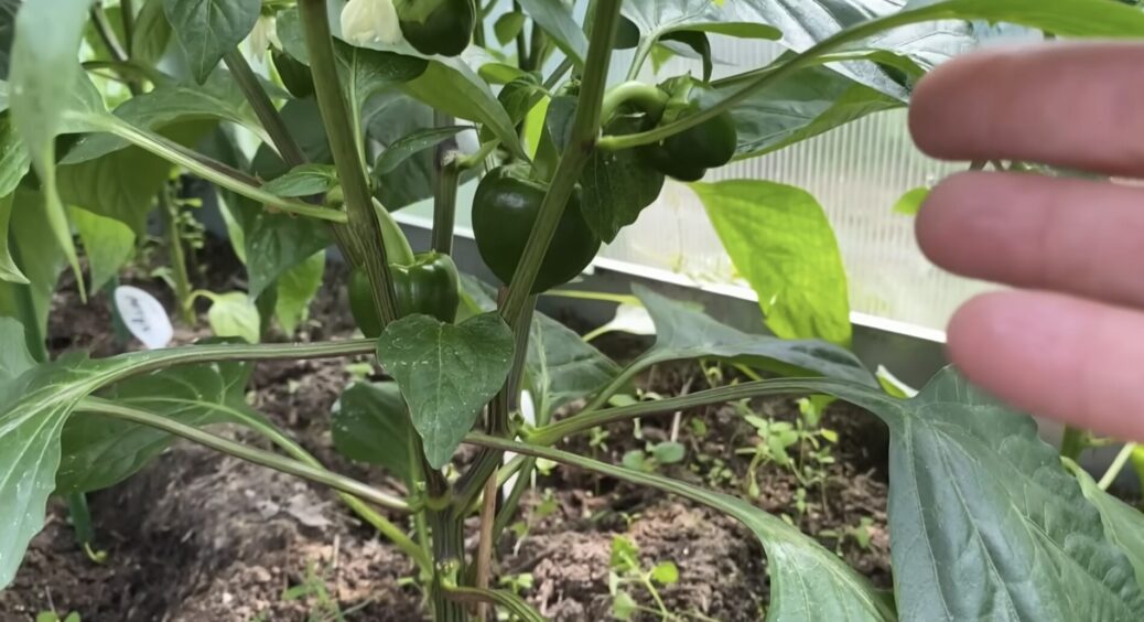 Перці рахую не штуками, а відрами: схема обрізки кущів від мого 79-річного дідуся “працює” на врожайність 