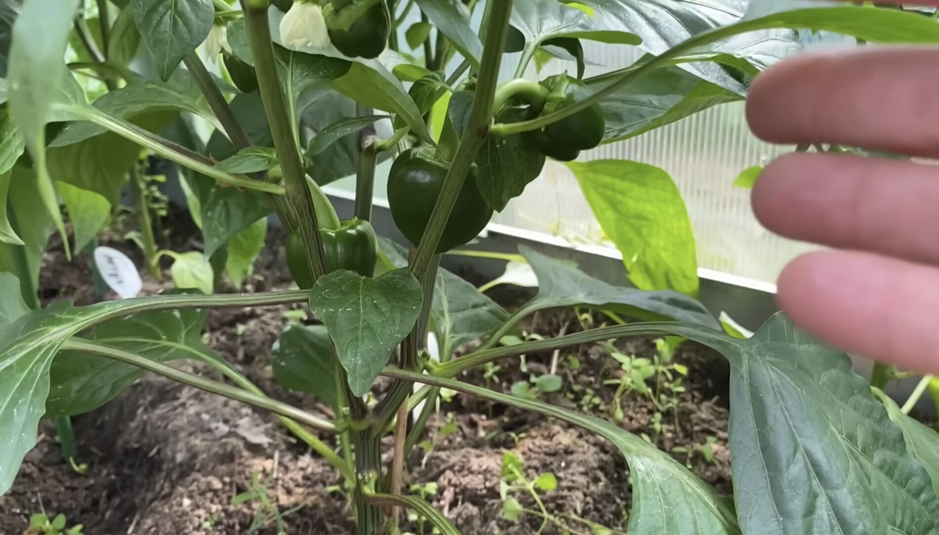 Агрономи поділилися схемою обрізки кущів перцю для підвищення врожайності