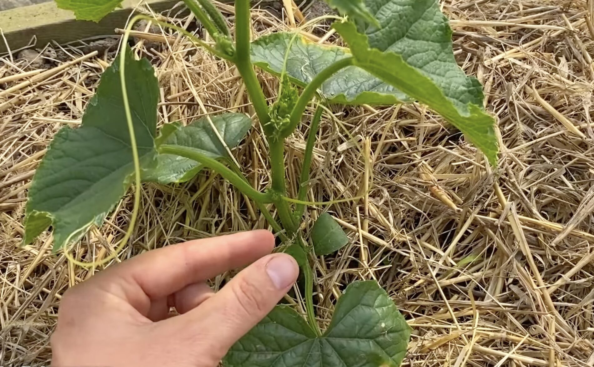 Городники розповіли, що робити з вусами огірків