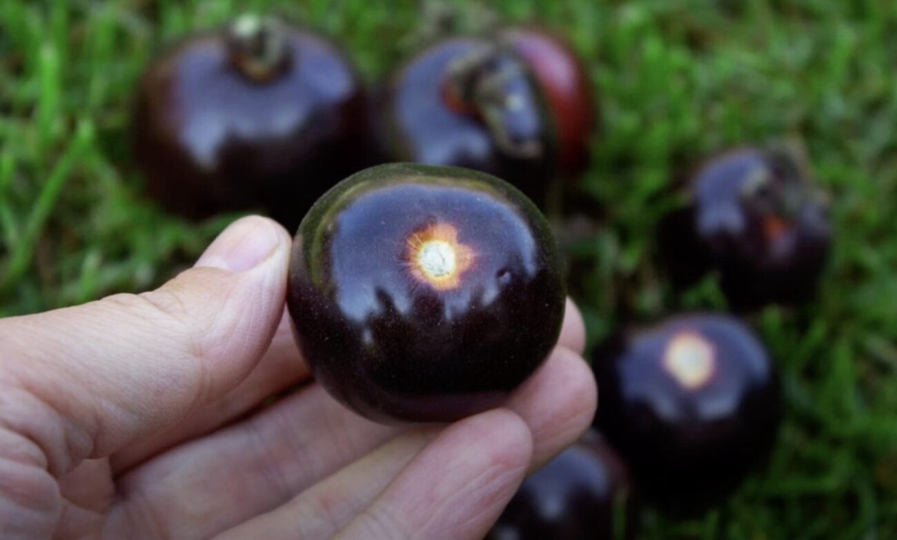 Городники поділилися назвами смачних сортів помідорів