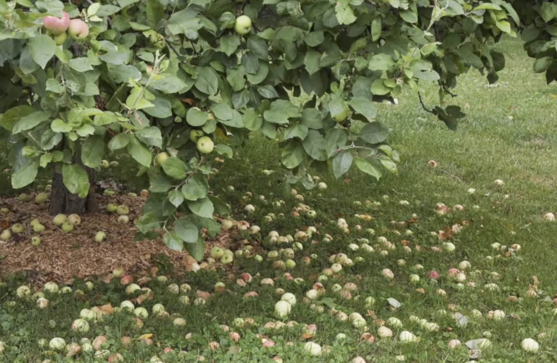 Садівники розповіли, як захистити яблуню від парші