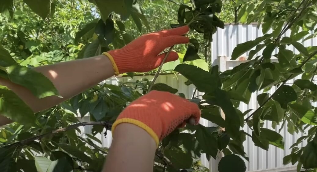 Зрізала гілку сливи “на щучий ніс” – і врожай збільшився у 3 рази: цей метод перетворює “сторчаки” на золото 