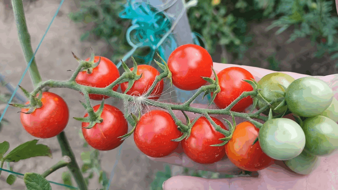 Експерти розповіли про найкраще добриво для томатів в серпні