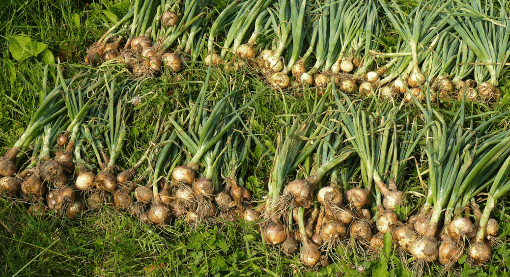 Садіть цибулю-шалот на зелень, навіть якщо місця мало: 5 простих кроків для відмінного врожаю на всі 100 