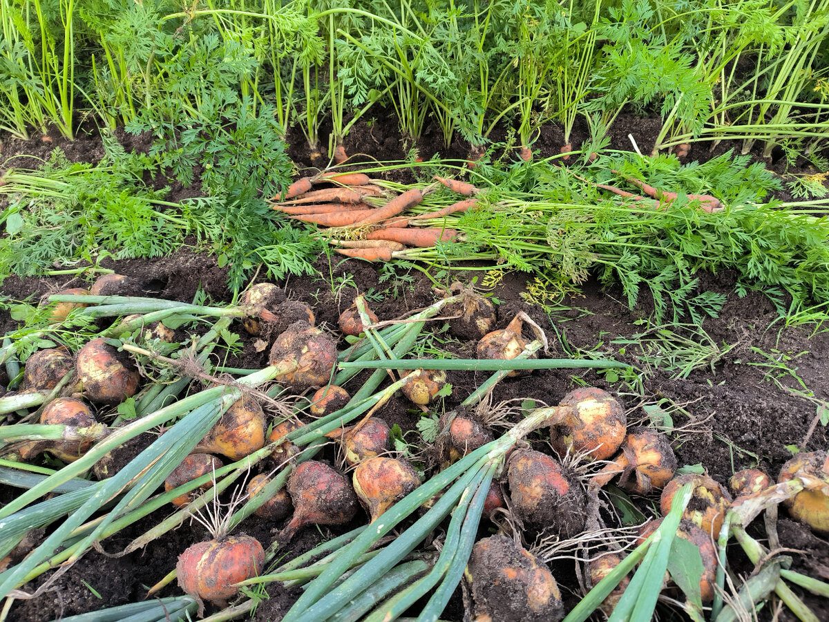 Городники розповіли, як підготувати цибулю до тривалого зберігання 