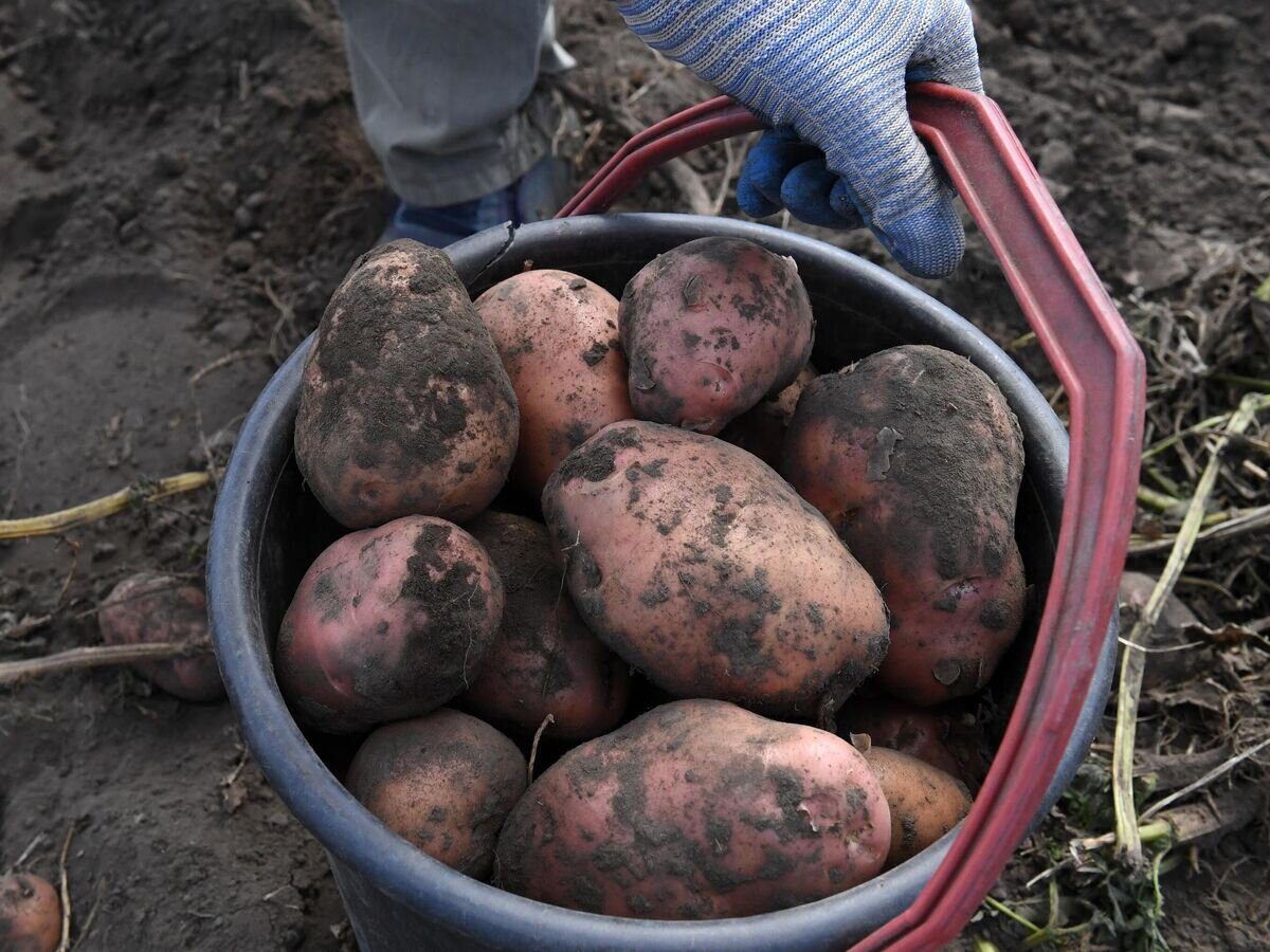 Городники розповіли, чим восени підживити ділянку, де весною буде рости картопля 