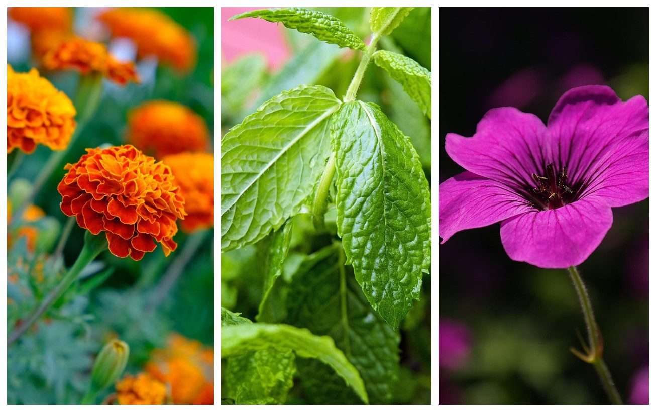 Які рослини відлякують комарів і мух з ділянки