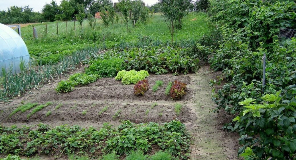 Сусідка розповіла секрет здорового ґрунту: після помідорів 1 сидерат замінює тонну перегною – сію щороку 