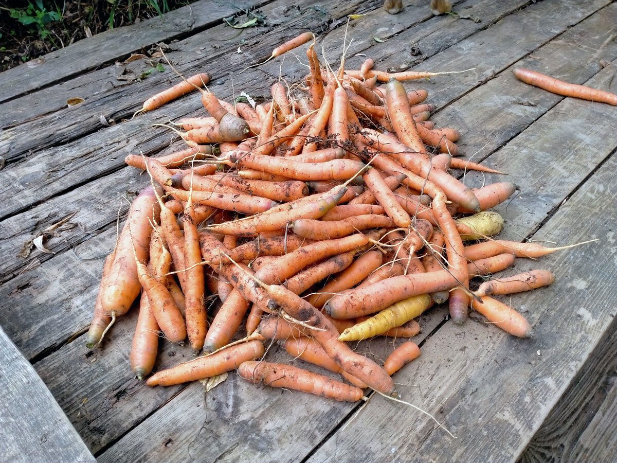 Городники розповіли, який лайфхак із бадиллям допоможе покращити смак і соковитість моркви