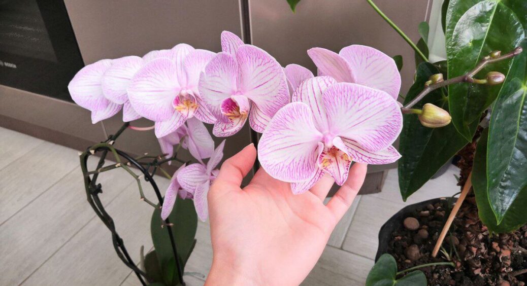 Сусідка поділилася рецептом настоянки, завдяки якій орхідея тішить квітами – тепер і мої красуні буяють 