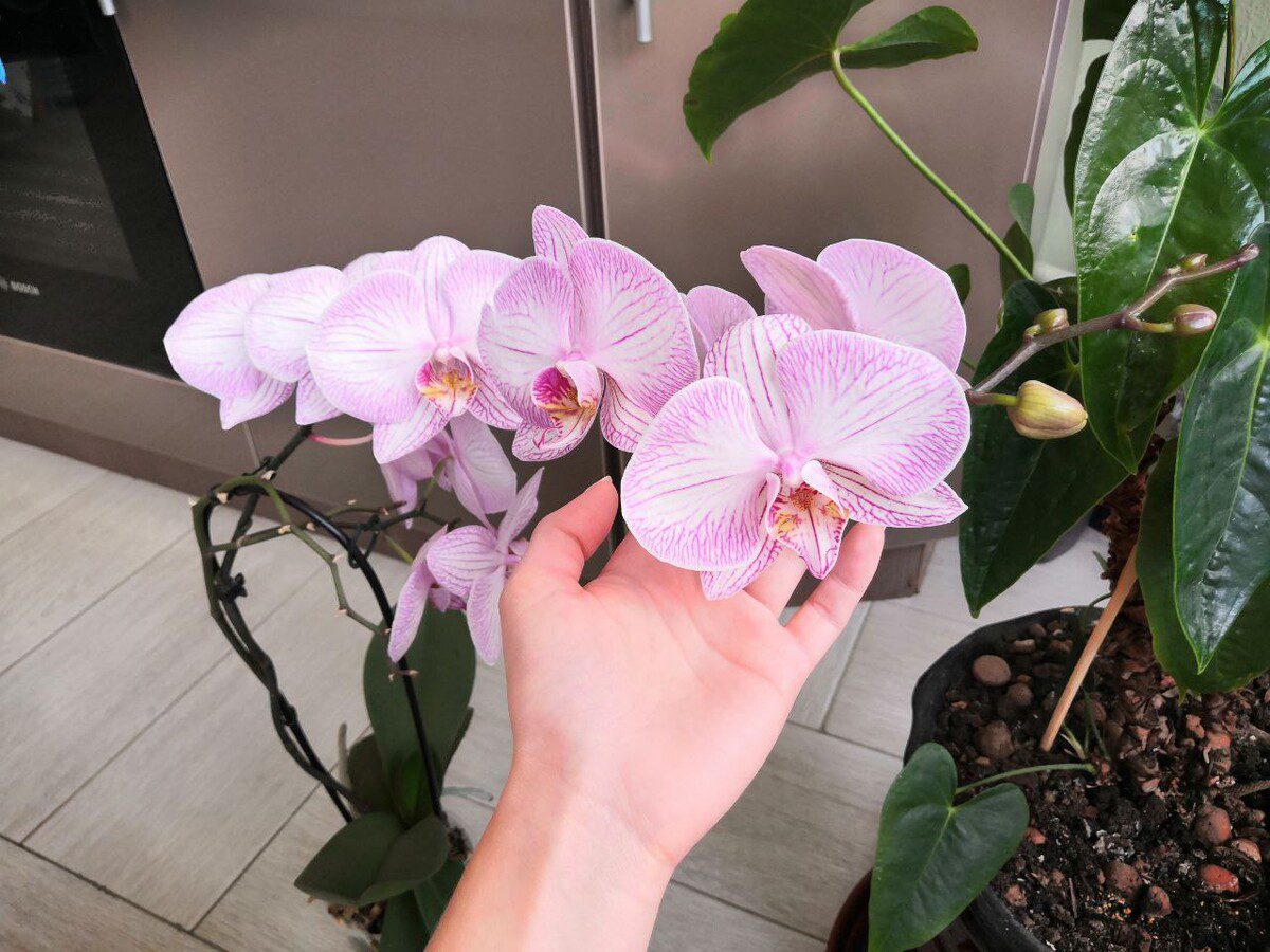 Садівники пояснили, як змусити орхідею зацвісти вдруге 