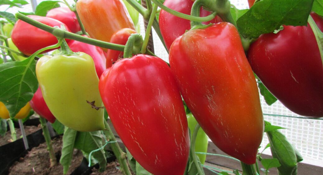 5 років сіяла перець неправильно – поки агроном не розкрив формулу: тепер розсада міцна, врожай подвоївся 