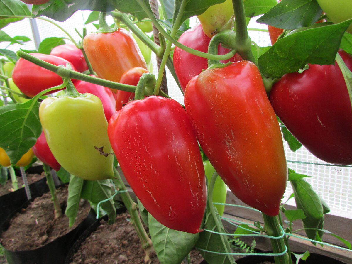 Експерти розповіли про 2 врожайні сорти болгарського перцю
