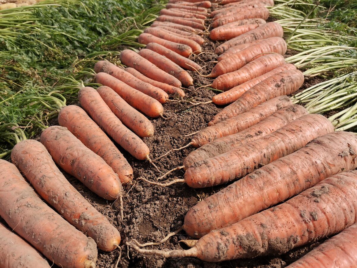 Городники розповіли, який лайфхак із бадиллям допоможе покращити смак і соковитість моркви