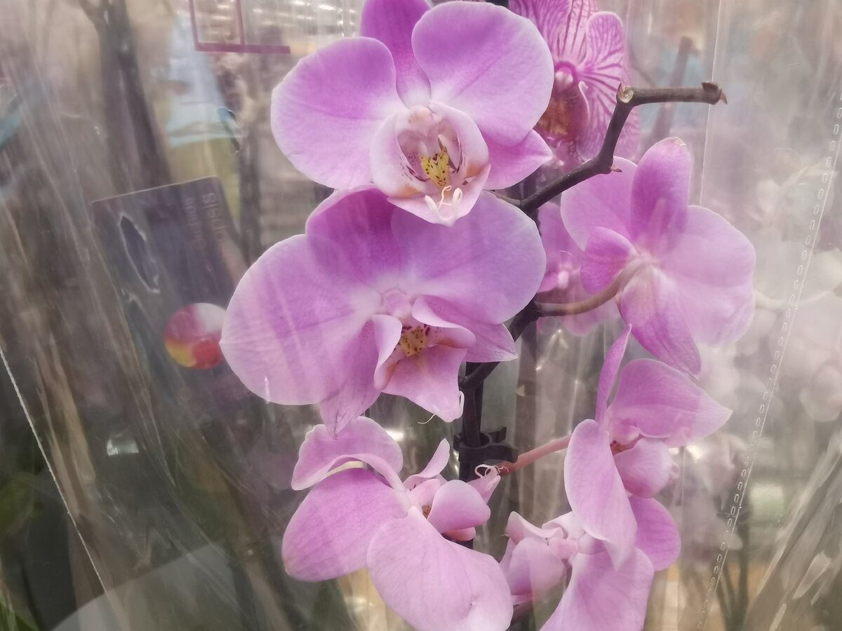 Садівники розповіли, в яких місткостях найкраще вирощувати орхідеї для пишного цвітіння