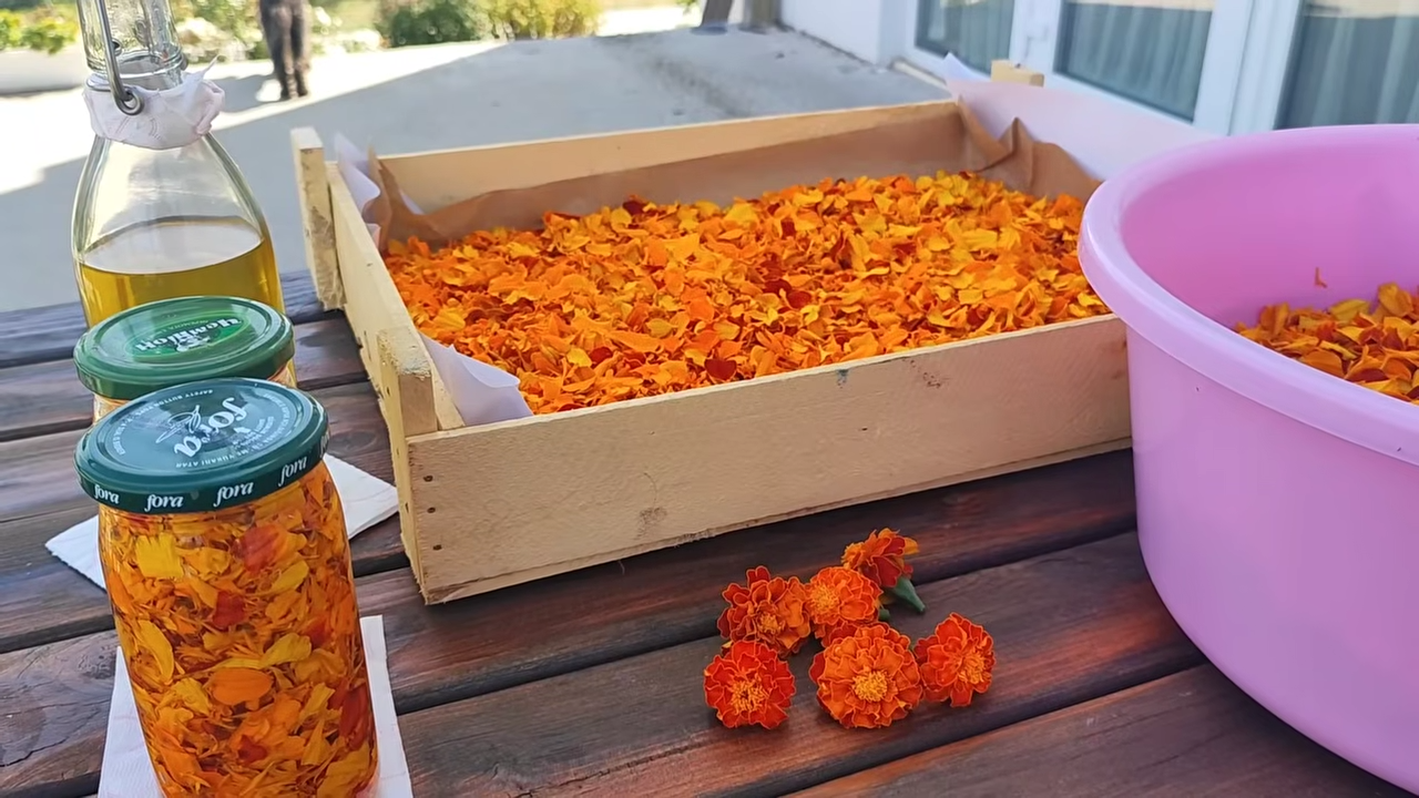 Городники розповіли, як використати відцвілі чорнобривці з користю