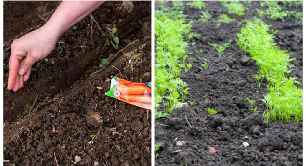 Сію зараз – збираю солодких “велетнів” вже у червні: 1 найважливіша умова для підзимового посіву моркви 