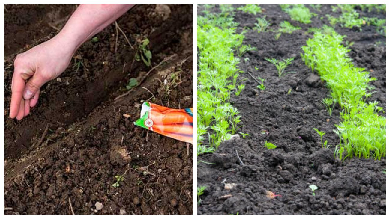 Городники розповіли, як правильно посіяти моркву під зиму