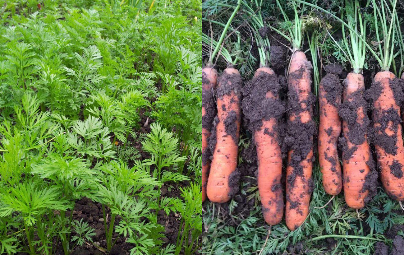 Експерти розповіли, як копати та зберігати моркву
