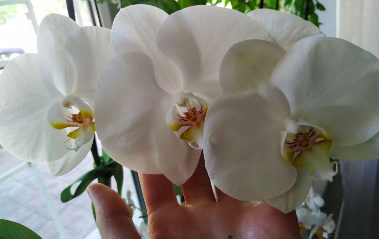 Квітникарі розповіли, як правильно поливати орхідею