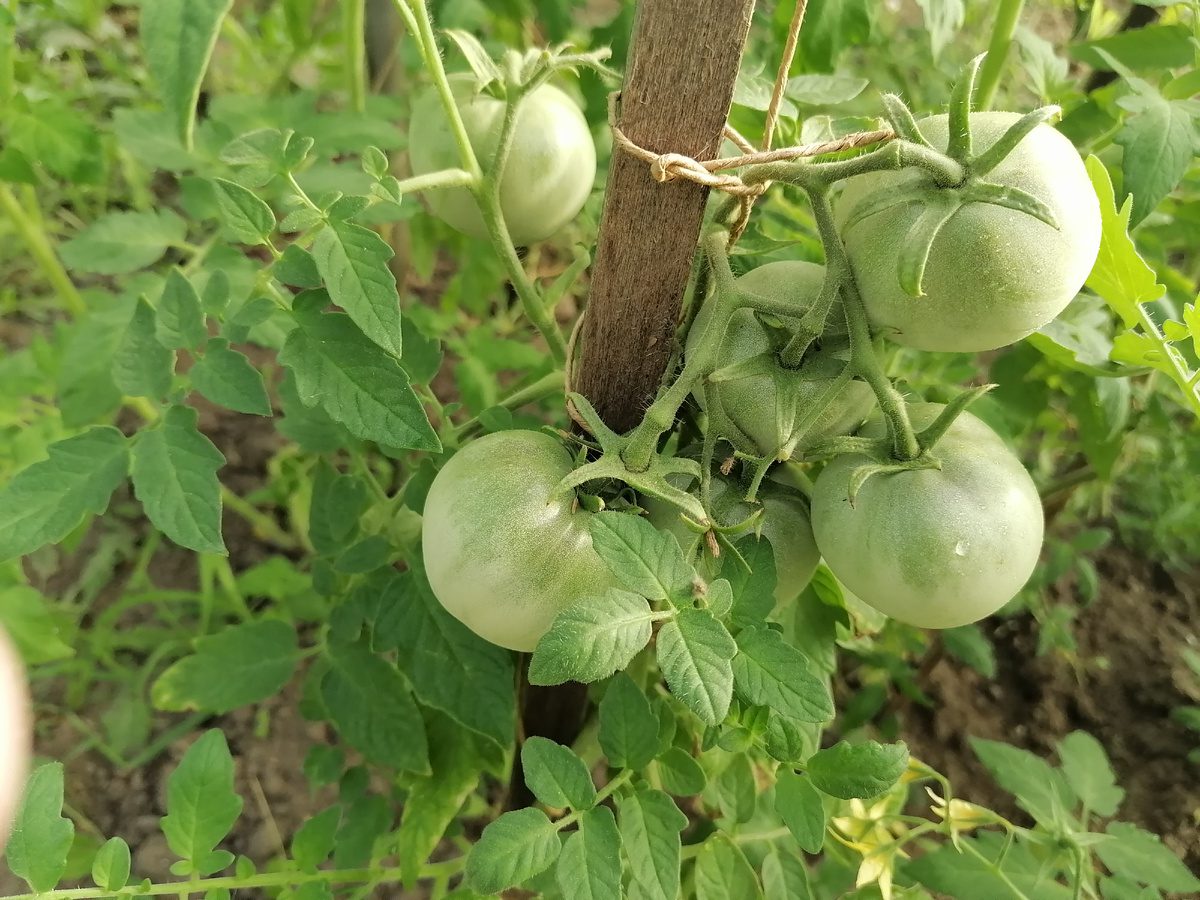 Експерти розповіли, яке добриво найкраще використовувати для врожайності томатних кущів