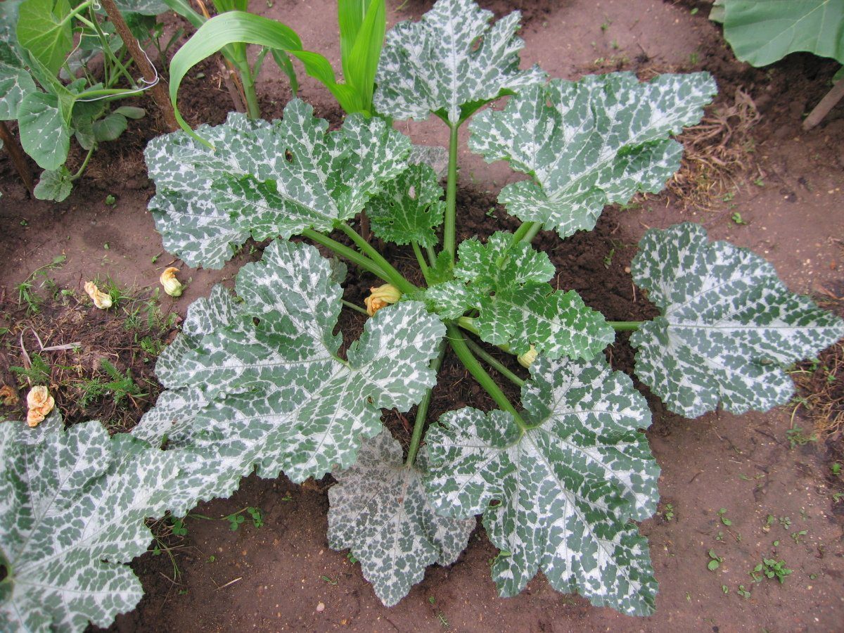 Експерти пояснили, як захистити кабачки від борошнистої роси простою обробкою