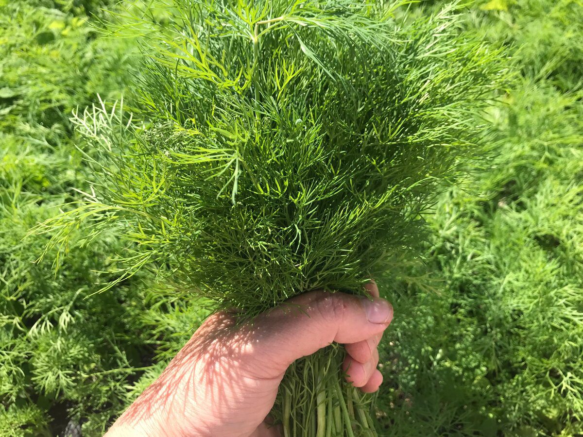 Експерти розповіли, які рослини ще можна посадити та виростити у вересні після збору врожаю