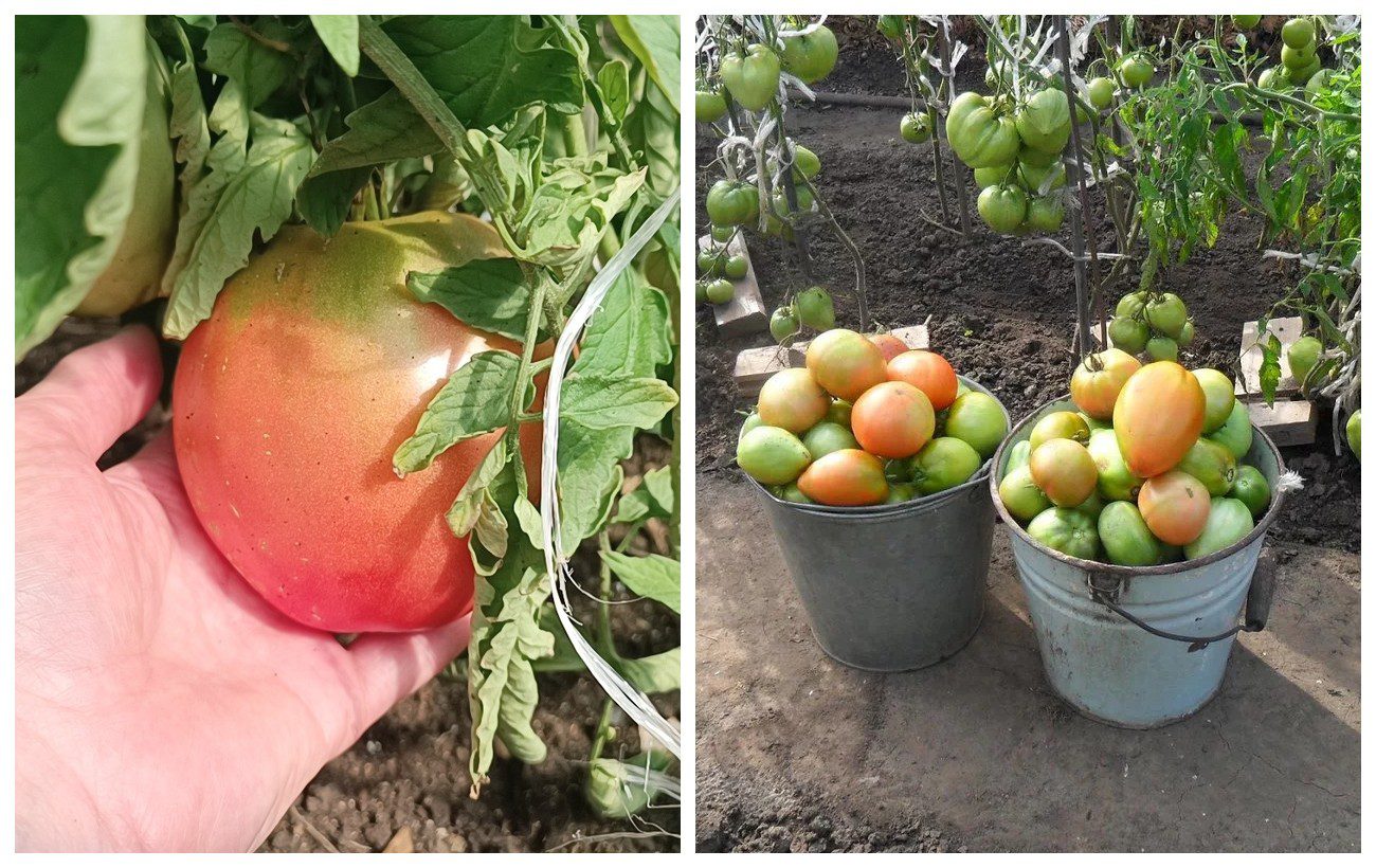 Яке добриво дати помідорам для врожайності