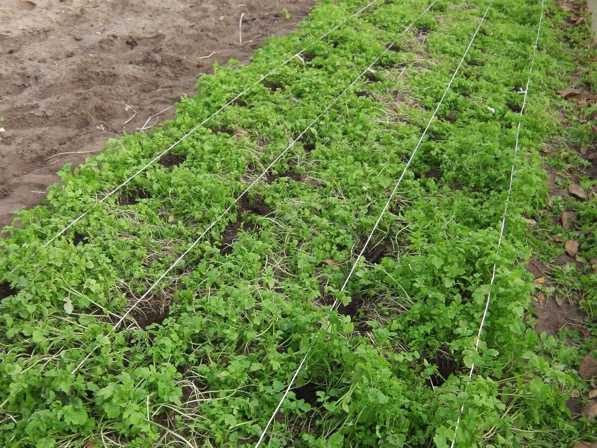 Експерти розповіли, які рослини ще можна посадити та виростити у вересні після збору врожаю