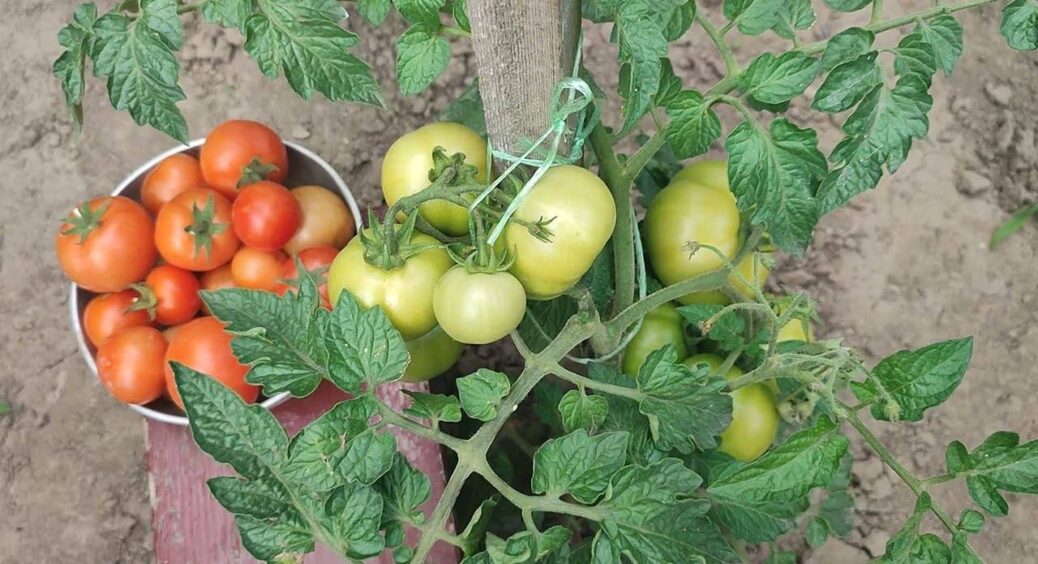 Підгодовую томати у серпні цим 1 чудо-розчином: щороку збираю врожай мішками – лише 3 “копійчані” компоненти 