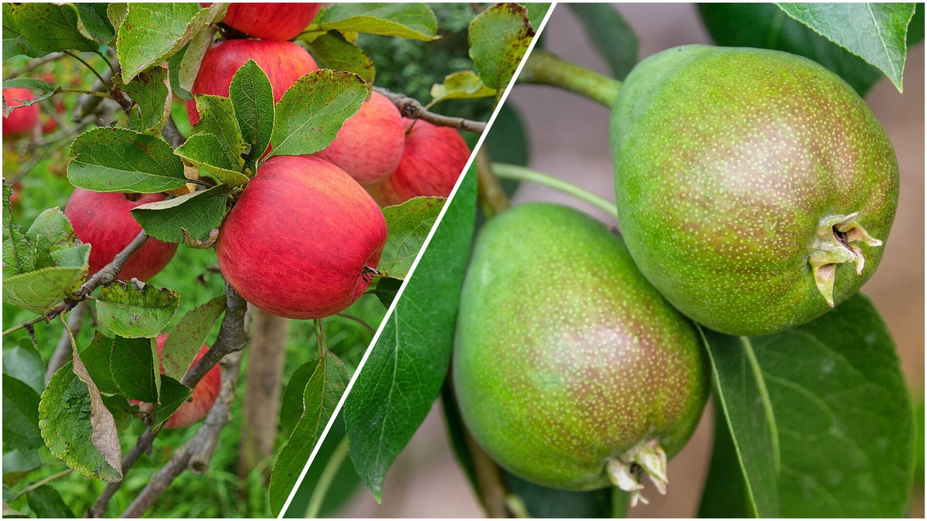 Садівники розповіли, чим потрібно обробити яблуні й груші у вересні