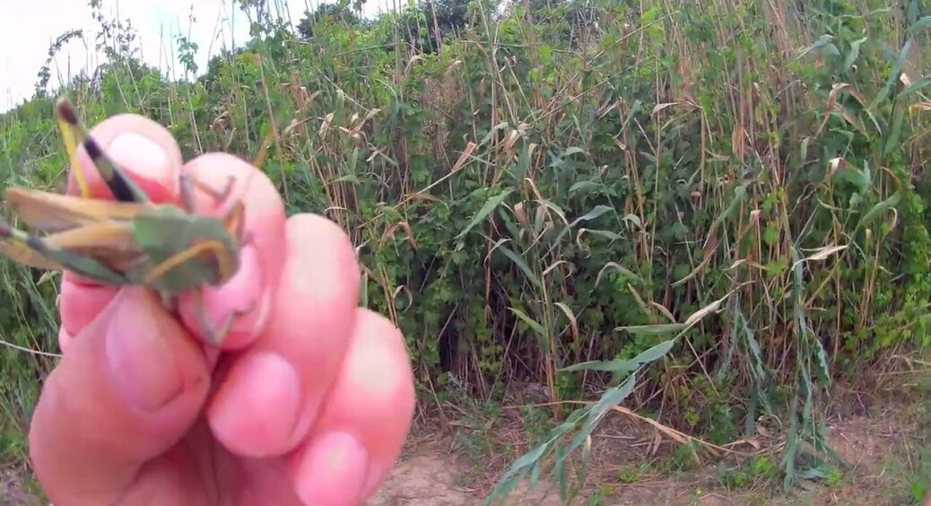 Повилітали, як ошпарені вже після 1 обробки: цей спосіб найкраще спрацював проти сарани та інших шкідників 