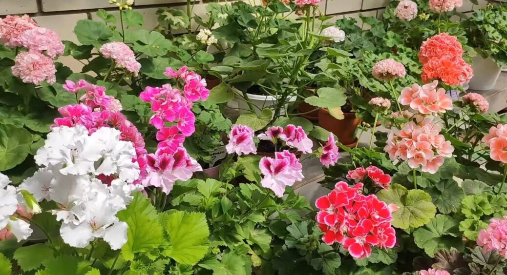 Підслухала у черзі 1 секрет – і чахла герань перетворилася на пишну кулю: видає квіти без упину всі 365 днів 