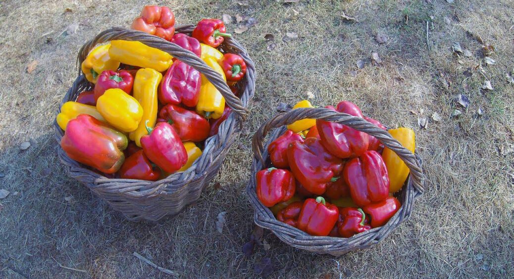 На городі перець буде більшим, ніж у магазині: ходова підкормка від городника з 28-річним стажем — 1 ложка 