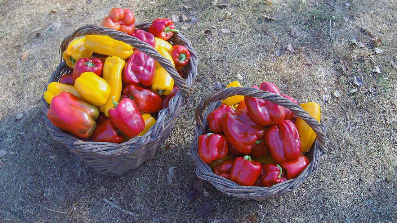 Агрономи назвали підживлення, яке допоможе продовжити плодоношення перців