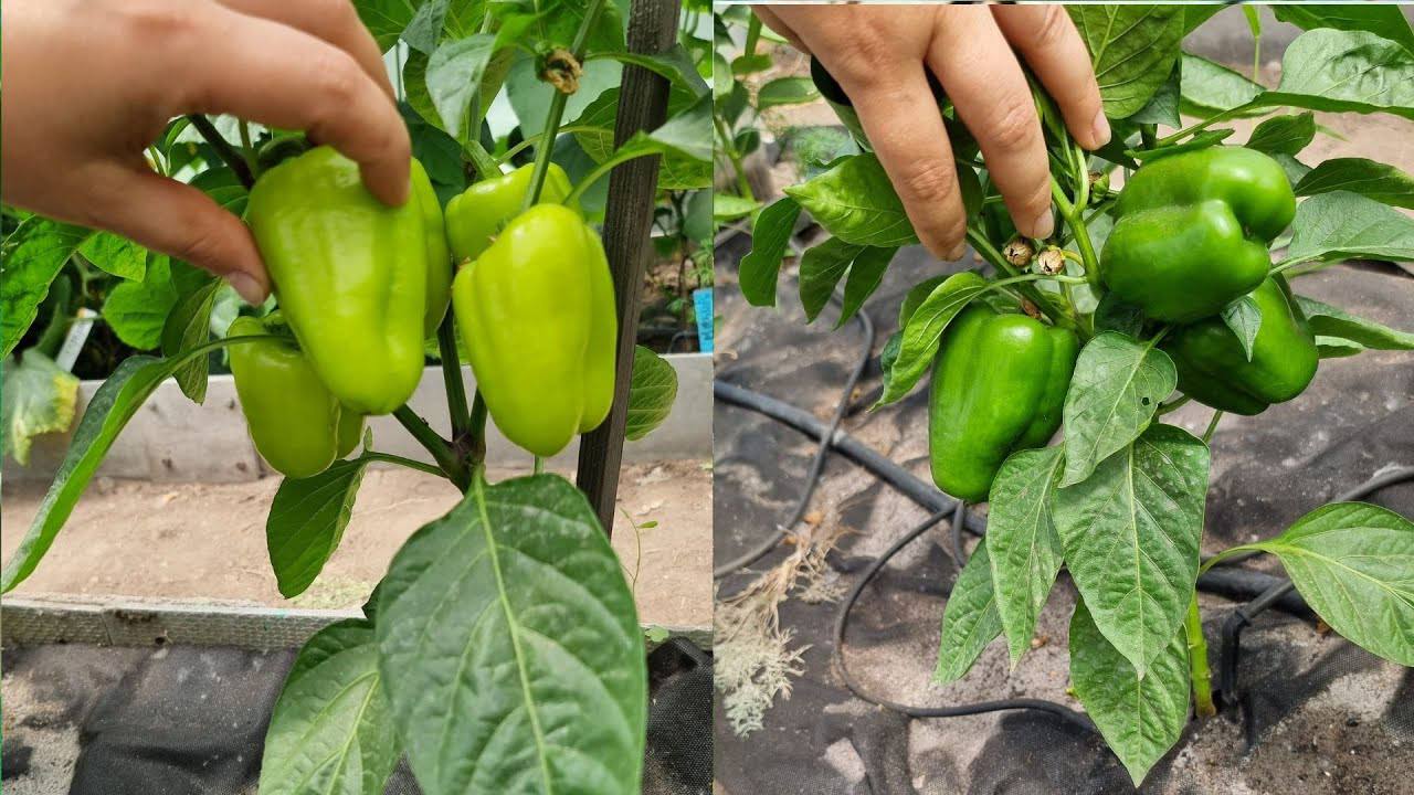 Агрономи назвали підживлення, яке допоможе продовжити плодоношення перців